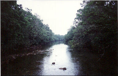 Mossman Gorge